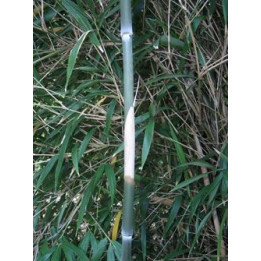 Bambou - Arundinaria graminea