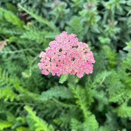 Fleur rose de l'Achillea millefolium Summer Pastels