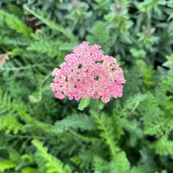 Fleur rose de l'Achillea millefolium Summer Pastels