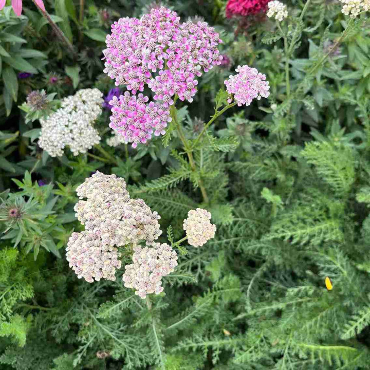 Achillea millefolium Summer Pastels en fleurs