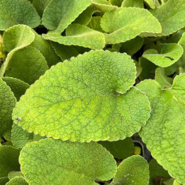 Phlomis russeliana