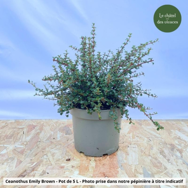 Ceanothus Emily Brown