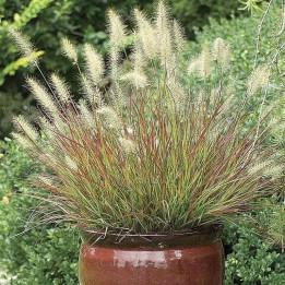 Pennisetum alopecuroides Burgundy Bunny