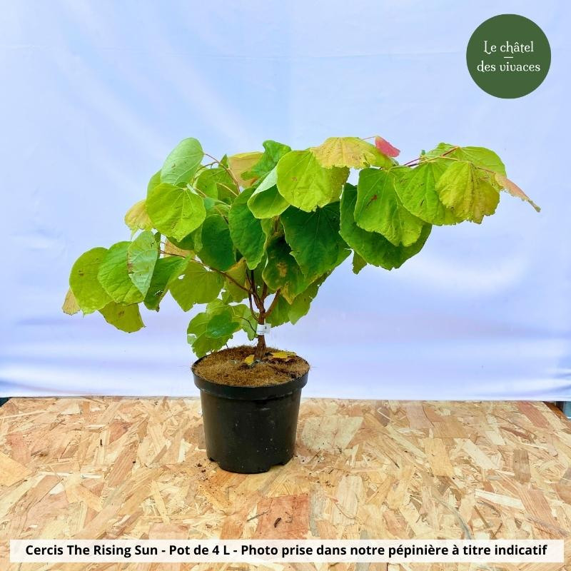 Cercise Rising Sun Cercis canadensis The Rising Sun | Gainier du Canada