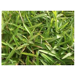 Bambou - Sasa pumila