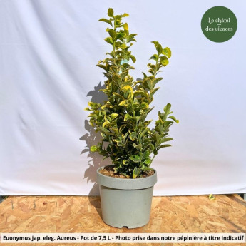 Euonymus japonicus elegantissima Aureus Euonymus japonicus elegantissima Aureus