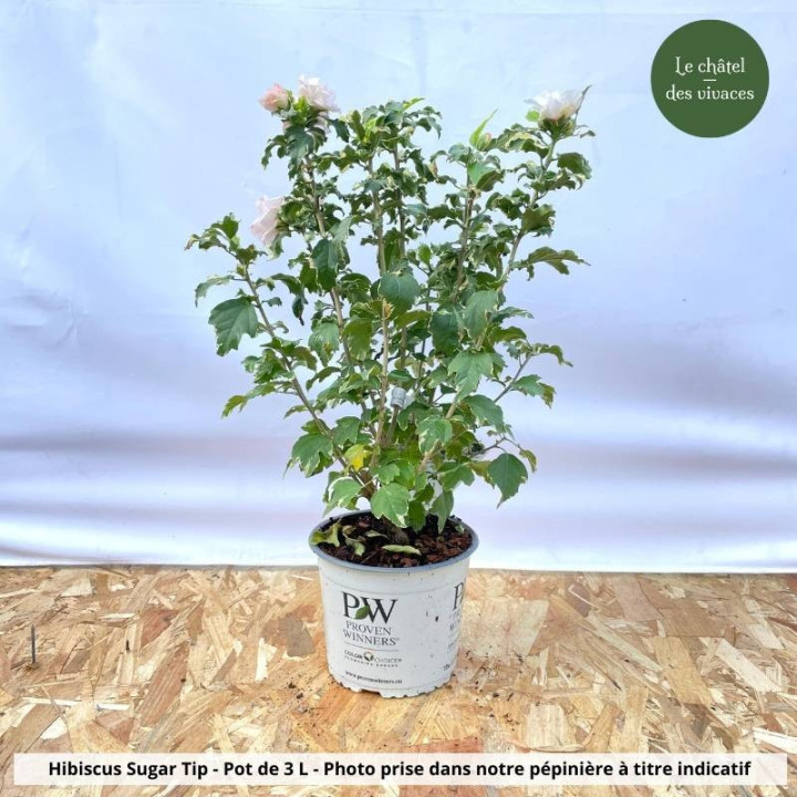 Hibiscus syriacus Sugar Tip