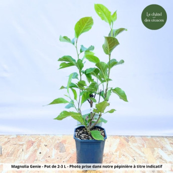 Magnolia Genie Magnolia Genie