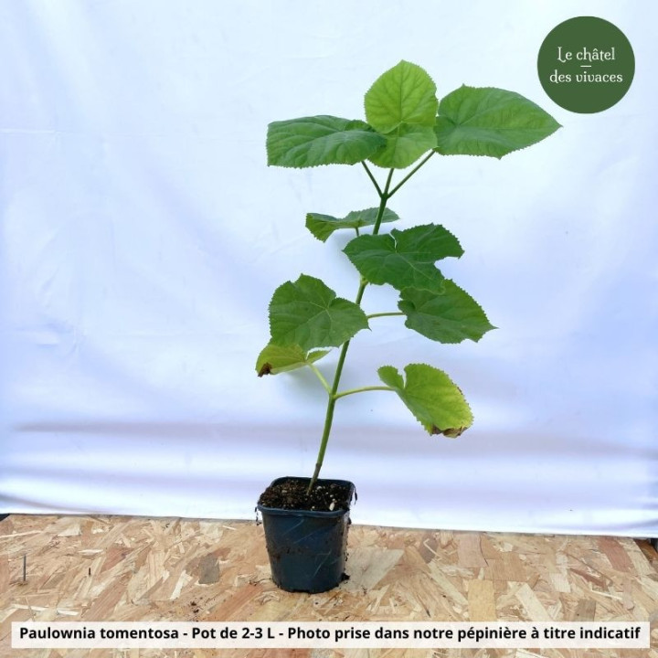 Paulownia tomentosa