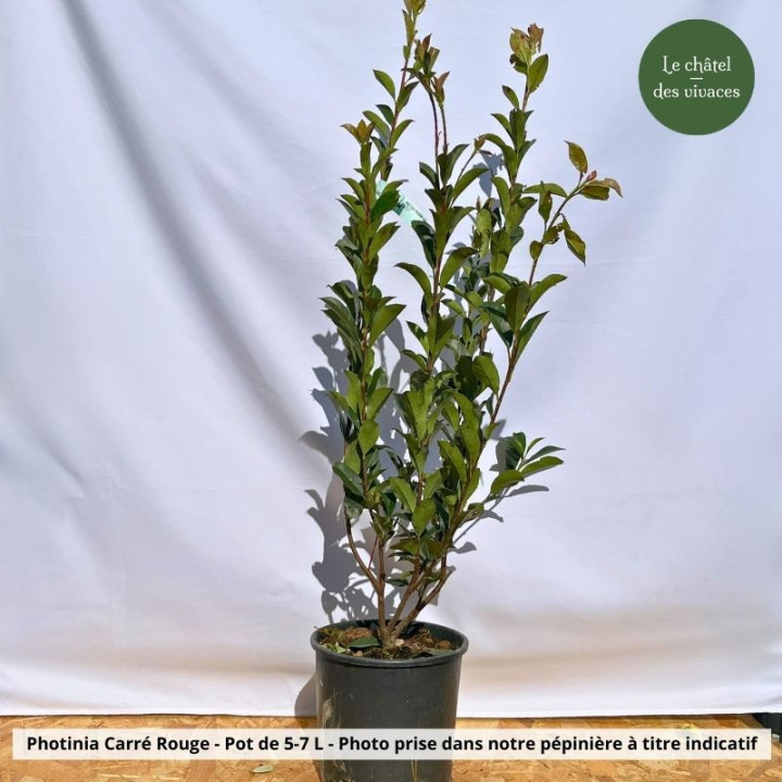 Photinia fraseri Carré Rouge | Le châtel des vivaces