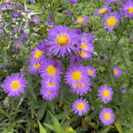 Aster novi-belgii Schone Von Dietlikon