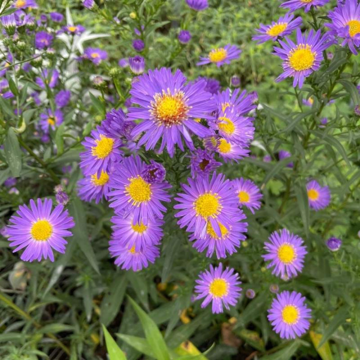 Aster novi-belgii Schone Von Dietlikon