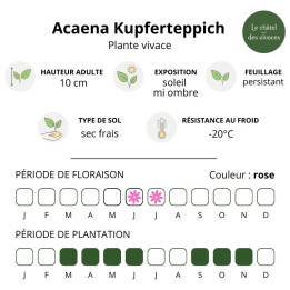 Acaena microphylla Kupferteppich