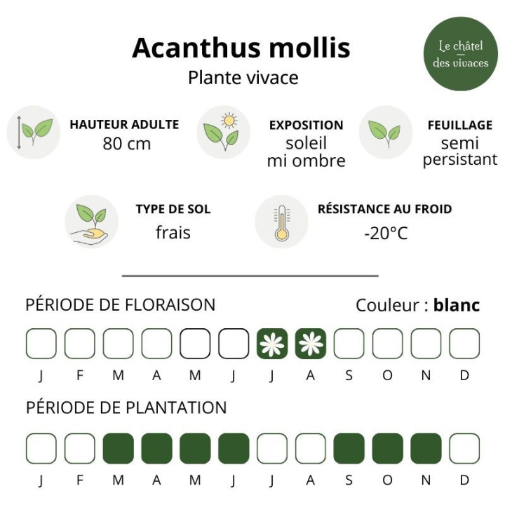 Acanthus mollis