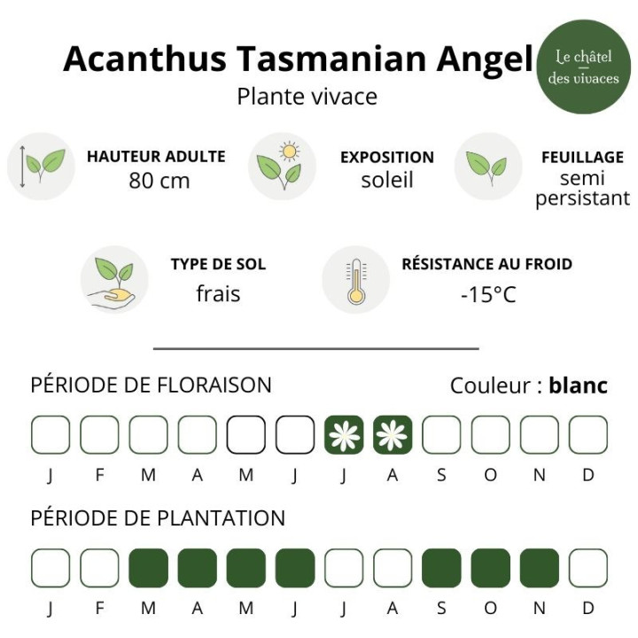 Acanthus Tasmanian Angel