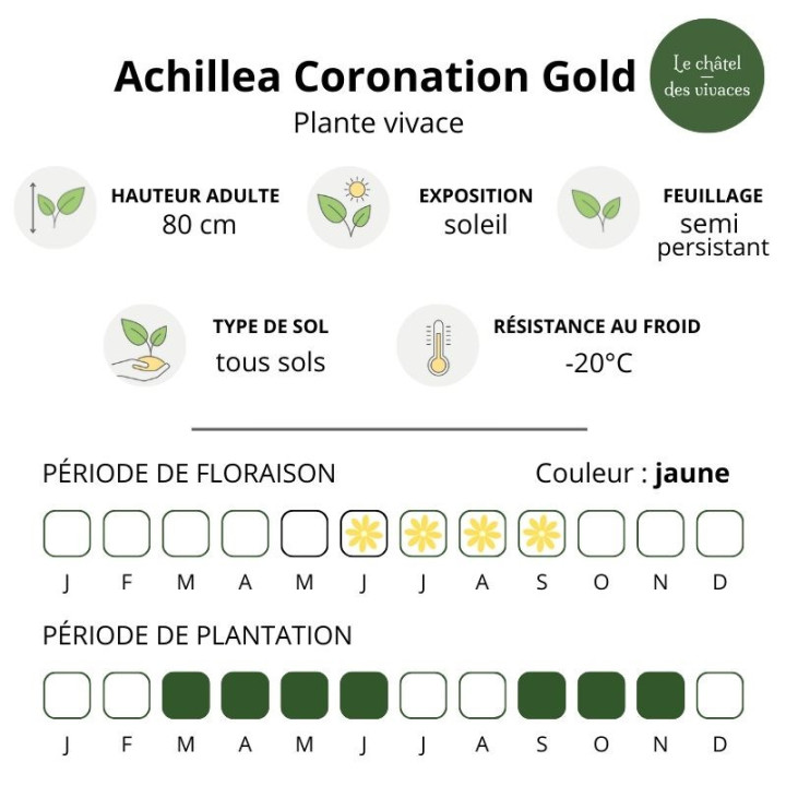 Caractéristiques de l'Achillea filipendulina Coronation Gold