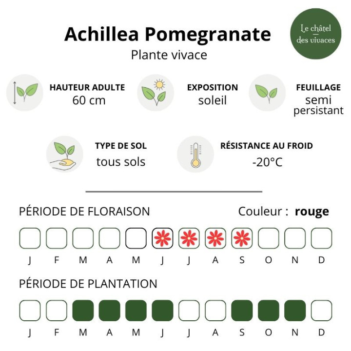 Caractéristiques de l'Achillea millefolium Pomegranate