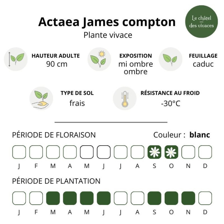 Actaea James compton