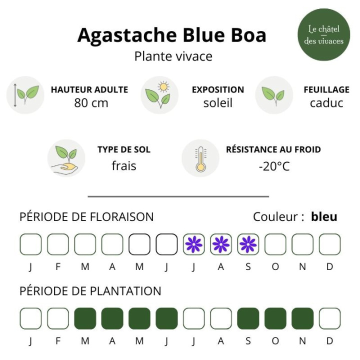Agastache Blue Boa - caractéristique