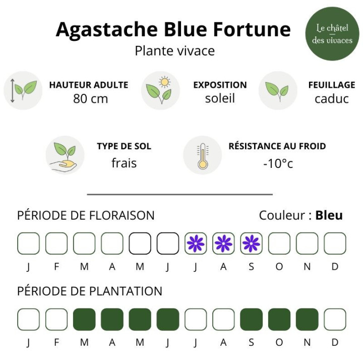 Caractéristiques de l'Agastache Blue Fortune