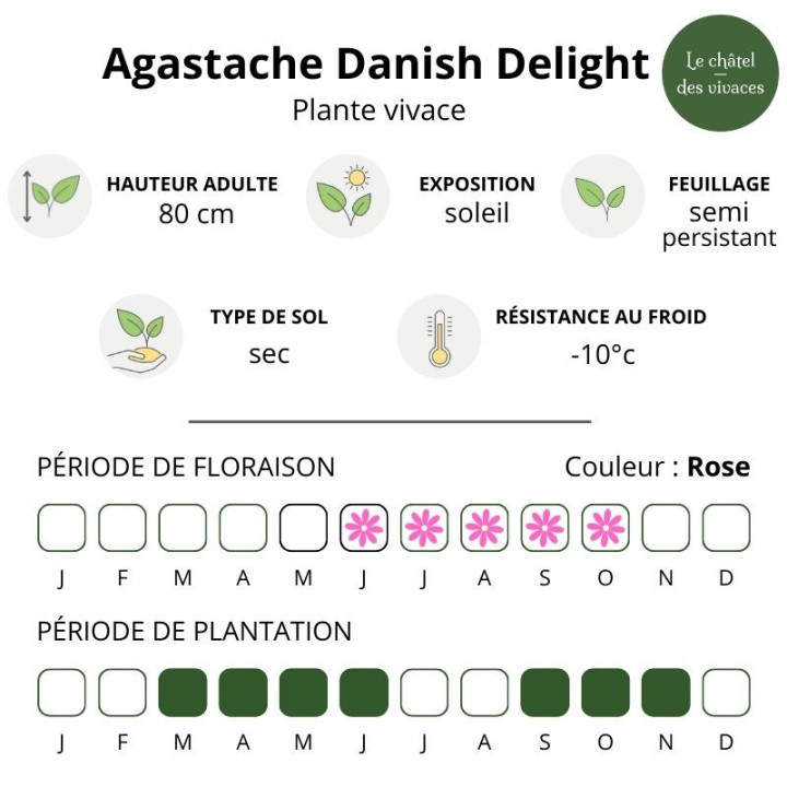 Agastache Danish Delight - caractéristique