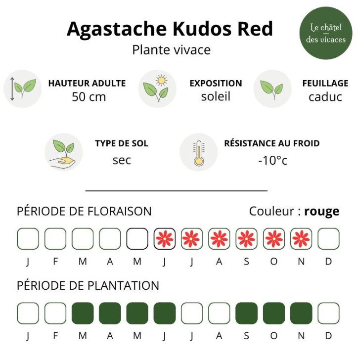 Agastache Kudos Red