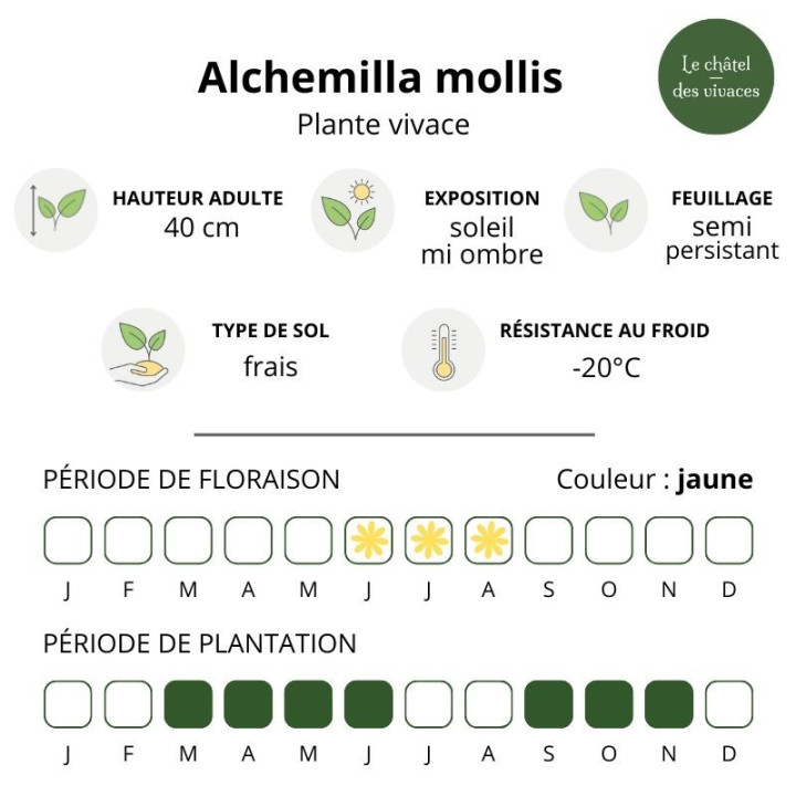 Alchemilla mollis