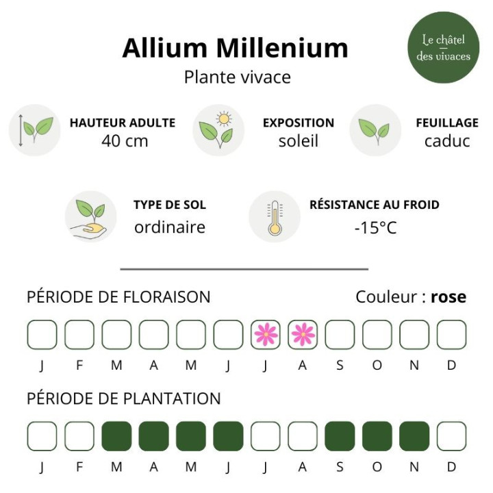 Allium Millenium