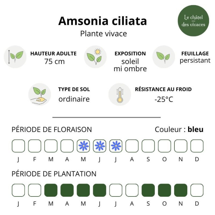 Amsonia ciliata