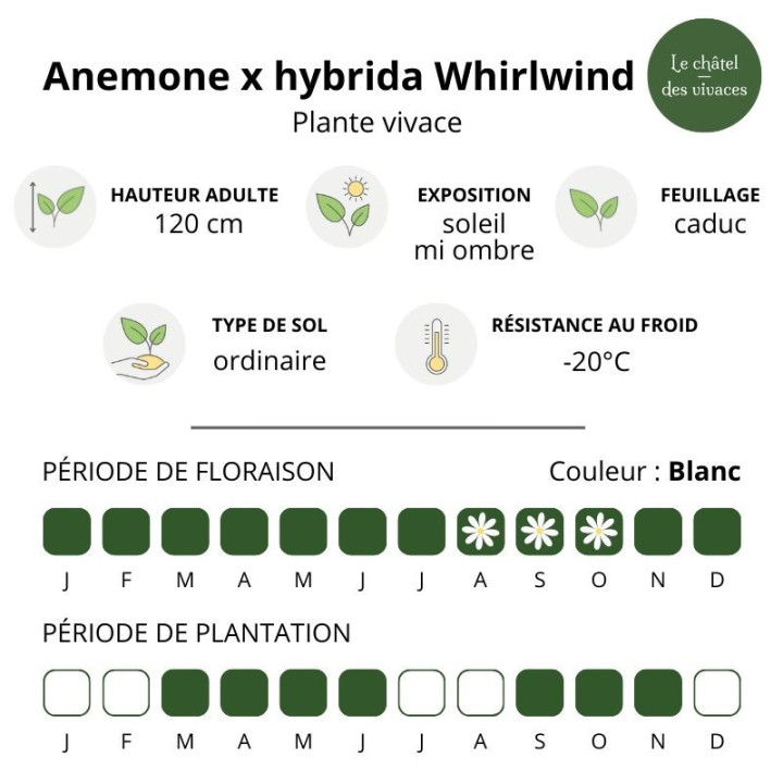 Caractéristiques de l'Anemone x hybrida Whirlwind