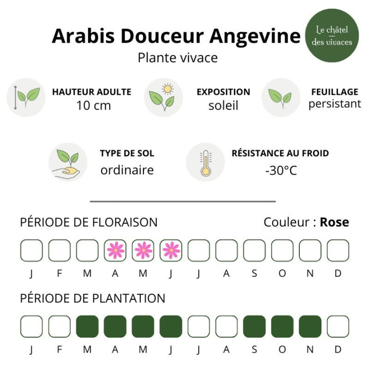 Arabis caucasica Douceur Angevine