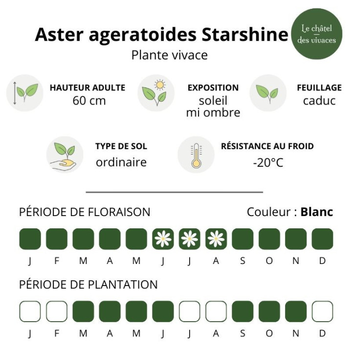 Aster ageratoides Starshine - Caractéristique