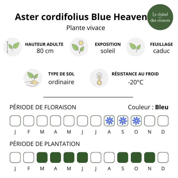 Aster cordifolius Blue Heaven