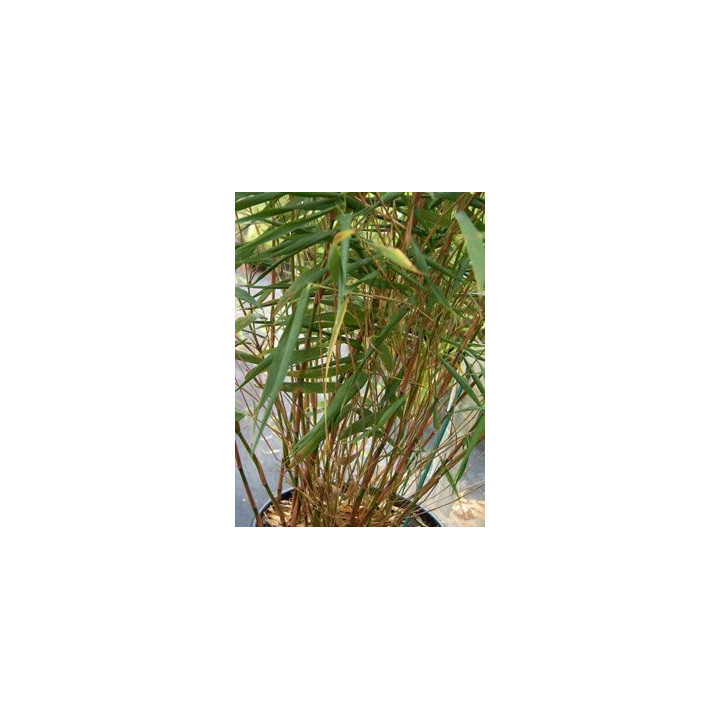 Bambou Fargesia scabrida Asian Wonder