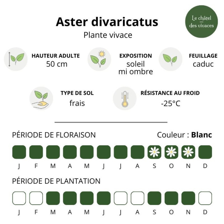 Aster divaricatus
