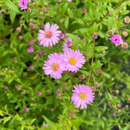 Aster Catherine