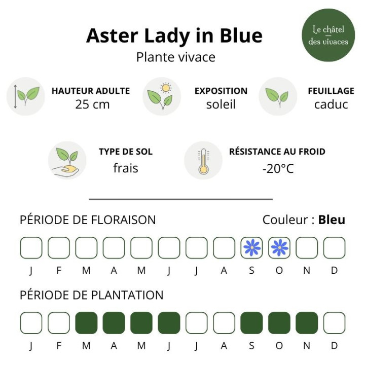 Aster dumosus Lady in Blue