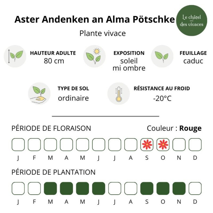 Aster novae-angliae Andenken an Alma Pötschke