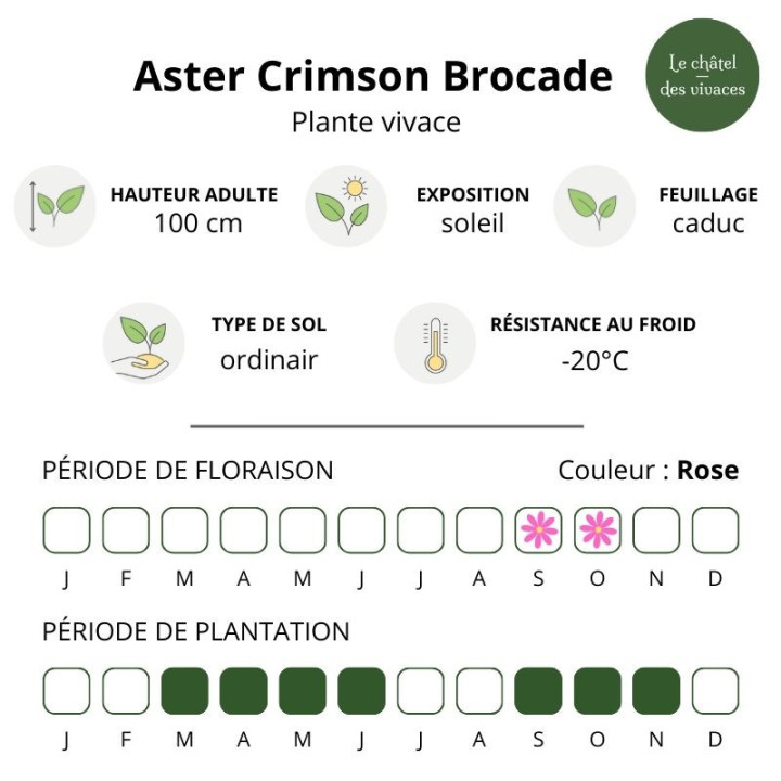 Aster novi-belgii Crimson Brocade