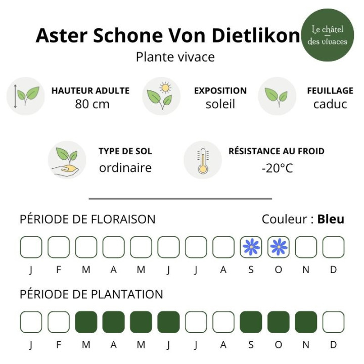 Aster novi-belgii Schone Von Dietlikon