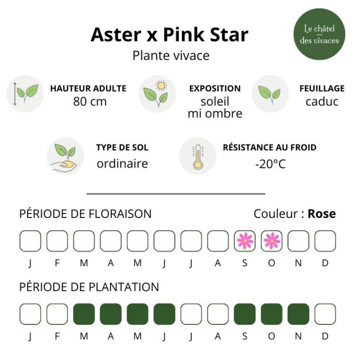 Aster x Pink Star