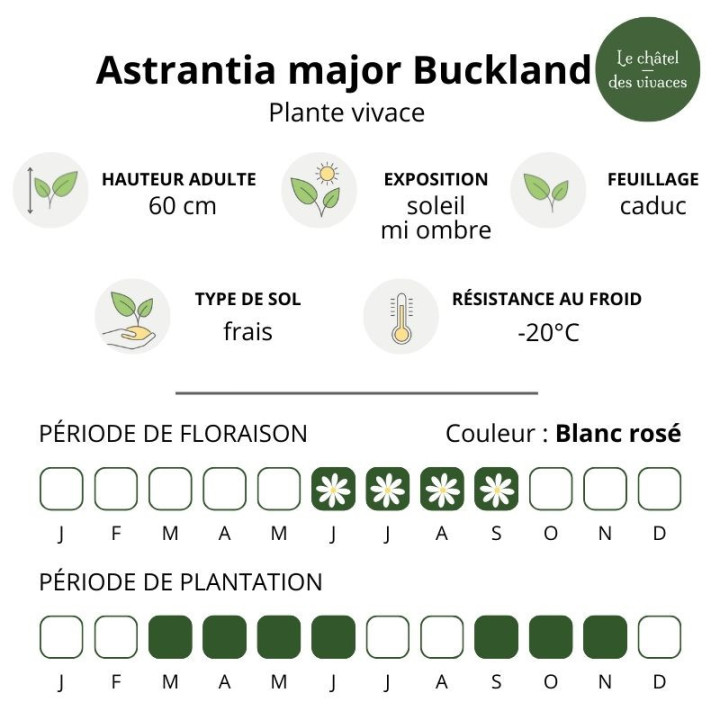 Astrantia major Buckland