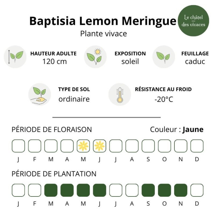 Baptisia Lemon Meringue