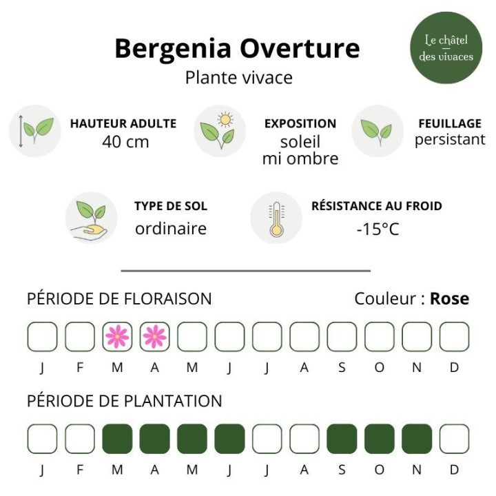Caractéristiques du Bergenia Overture