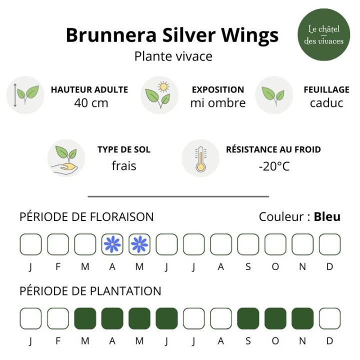 Brunnera macrophylla Silver Wings