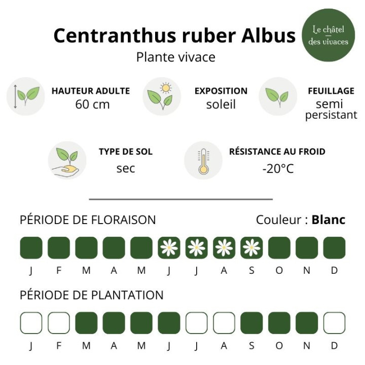 Centranthus ruber Albus