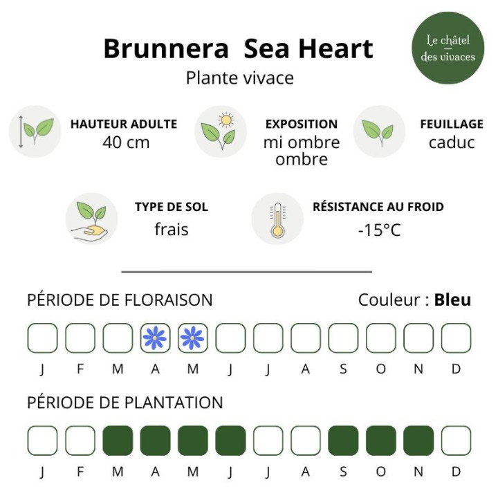 Caractéristiques du Brunnera macrophylla Sea Heart