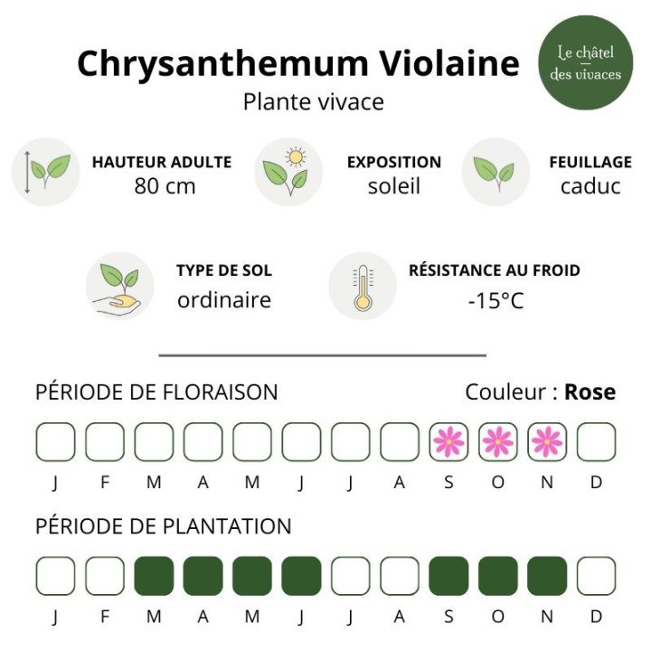 Chrysanthemum Violaine