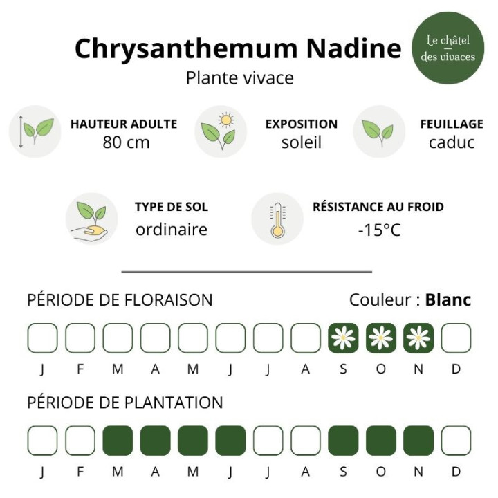 Chrysanthemum Nadine