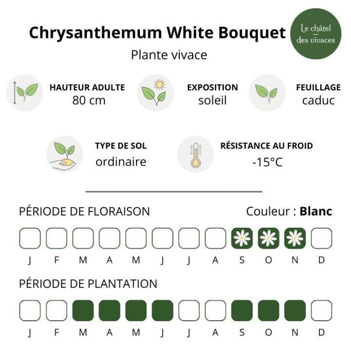 Chrysanthemum White Bouquet